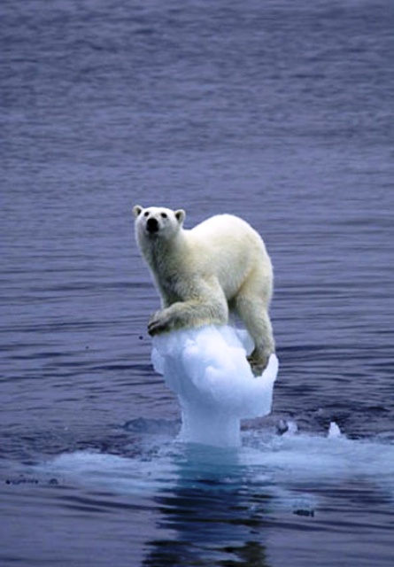 Un ours sur son mini iceberg