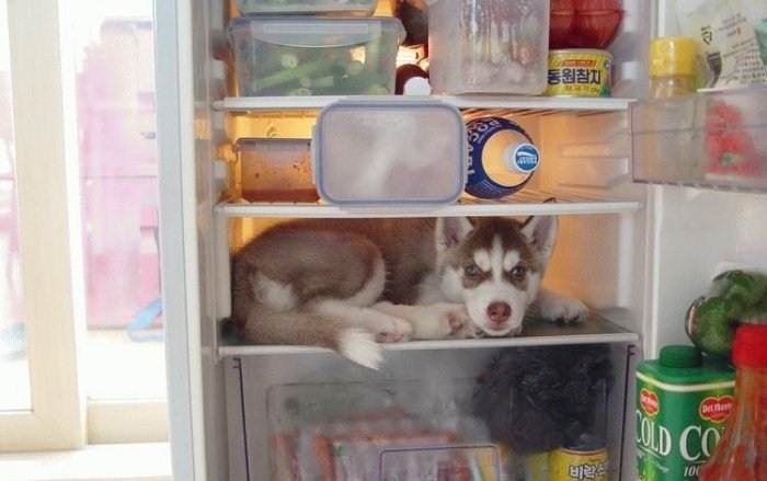 Un chien dans le frigo